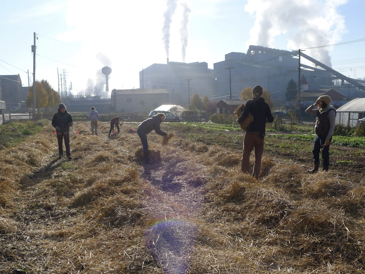 The crew at Braddock Farms mulches the beds with straw