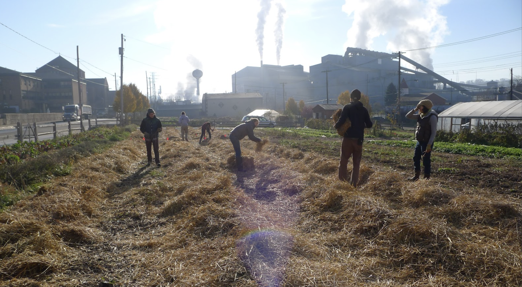 The crew at Braddock Farms mulches the beds with straw