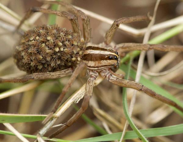 This wolf spider is carrying its young on its back to protect them until they are large enough to be on their own. Photo from the Missouri Dept. of Conservation.